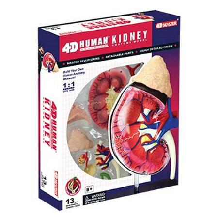 TEDCO TOYS 4D Human Anatomy Kidney Model 26067